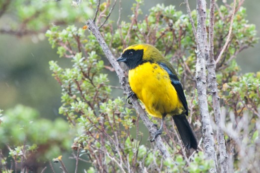 Masked Mountain-Tanager at Papallacta